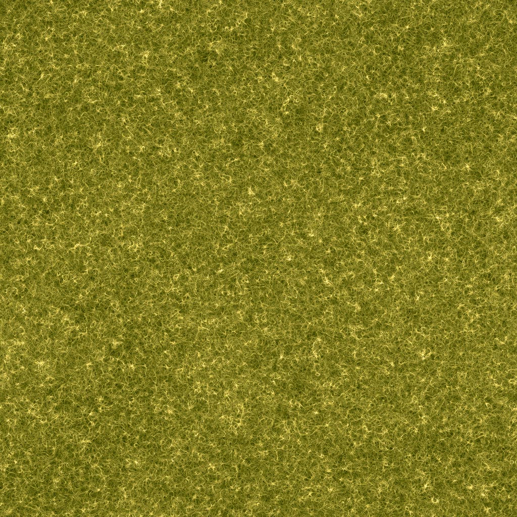 Chamomile